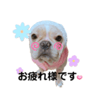 愛犬フレブルはなちゃん敬語（個別スタンプ：7）