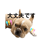 愛犬フレブルはなちゃん敬語（個別スタンプ：8）