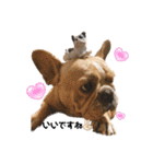 愛犬フレブルはなちゃん敬語（個別スタンプ：13）