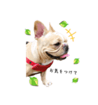愛犬フレブルはなちゃん敬語（個別スタンプ：15）