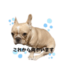 愛犬フレブルはなちゃん敬語（個別スタンプ：16）
