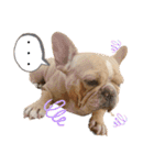 愛犬フレブルはなちゃん敬語（個別スタンプ：19）