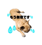 愛犬フレブルはなちゃん敬語（個別スタンプ：20）