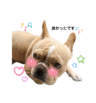 愛犬フレブルはなちゃん敬語（個別スタンプ：22）