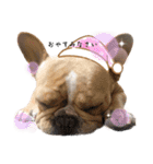 愛犬フレブルはなちゃん敬語（個別スタンプ：23）