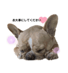 愛犬フレブルはなちゃん敬語（個別スタンプ：24）