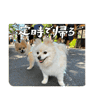 まめしし 3（個別スタンプ：15）