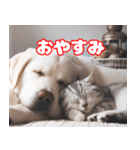 可愛い白い犬と猫（個別スタンプ：3）