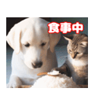 可愛い白い犬と猫（個別スタンプ：12）