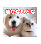 可愛い白い犬と猫（個別スタンプ：13）