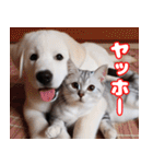 可愛い白い犬と猫（個別スタンプ：14）