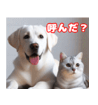 可愛い白い犬と猫（個別スタンプ：17）