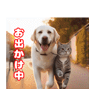 可愛い白い犬と猫（個別スタンプ：18）