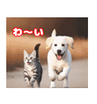 可愛い白い犬と猫（個別スタンプ：22）