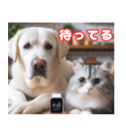 可愛い白い犬と猫（個別スタンプ：26）