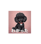 トイプードル（黒色）のLINEスタンプ（個別スタンプ：9）