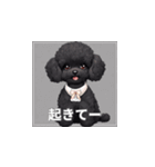 トイプードル（黒色）のLINEスタンプ（個別スタンプ：34）