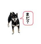 柴犬こまろスタンプ（個別スタンプ：2）