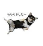 柴犬こまろスタンプ（個別スタンプ：3）
