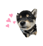 柴犬こまろスタンプ（個別スタンプ：5）