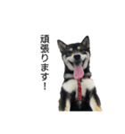 柴犬こまろスタンプ（個別スタンプ：8）