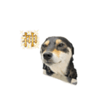 柴犬こまろスタンプ（個別スタンプ：10）