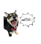 柴犬こまろスタンプ（個別スタンプ：12）