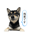 柴犬こまろスタンプ（個別スタンプ：13）
