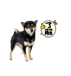 柴犬こまろスタンプ（個別スタンプ：14）