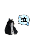 柴犬こまろスタンプ（個別スタンプ：16）