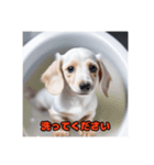 ミニチュアダックスフンド白い子犬（個別スタンプ：1）