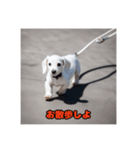 ミニチュアダックスフンド白い子犬（個別スタンプ：3）