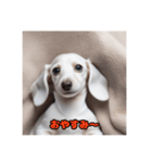 ミニチュアダックスフンド白い子犬（個別スタンプ：5）