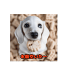 ミニチュアダックスフンド白い子犬（個別スタンプ：6）