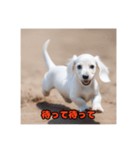 ミニチュアダックスフンド白い子犬（個別スタンプ：7）