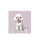 トイプードル（白色）のLINEスタンプ（個別スタンプ：18）