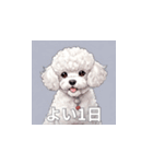 トイプードル（白色）のLINEスタンプ（個別スタンプ：27）