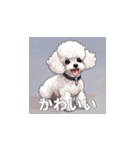 トイプードル（白色）のLINEスタンプ（個別スタンプ：36）