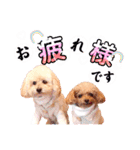 alice＆ameri（個別スタンプ：4）