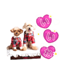 alice＆ameri（個別スタンプ：34）
