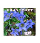 初冬のお花で ご挨拶（個別スタンプ：9）