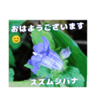 初冬のお花で ご挨拶（個別スタンプ：13）