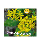 初冬のお花で ご挨拶（個別スタンプ：21）