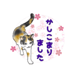 三毛猫ちゃんのスタンプ☆（個別スタンプ：8）