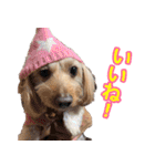まいぐま家のもこちゃん【第1弾】（個別スタンプ：5）
