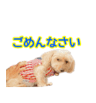 まいぐま家のもこちゃん【第1弾】（個別スタンプ：7）