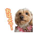 まいぐま家のもこちゃん【第1弾】（個別スタンプ：10）