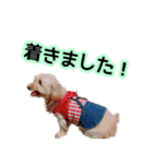 まいぐま家のもこちゃん【第1弾】（個別スタンプ：15）