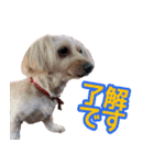 まいぐま家のもこちゃん【第1弾】（個別スタンプ：16）