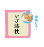 猫遊び♪パロディーことわざ集（個別スタンプ：13）